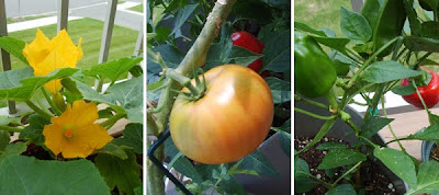 veges in my balcony veges in my balcony