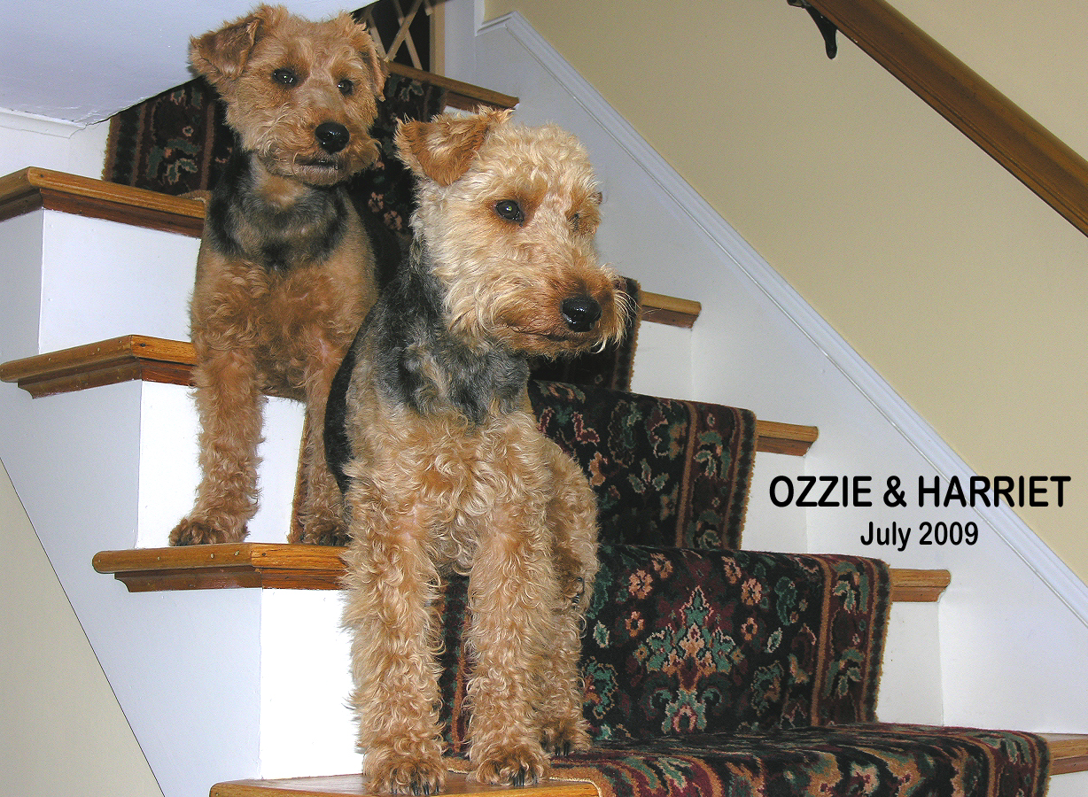 North Shore Living Welsh Terrier Rules