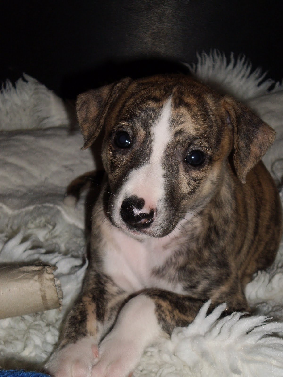 [ladykiller+a+-blog+5,5+wochen.JPG]