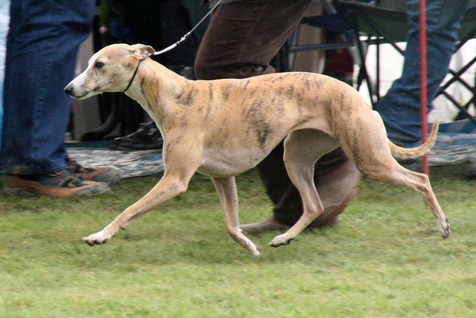 [ginger+kÃ¶ln+mÃ¤rz+2.JPG]