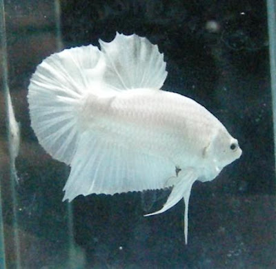 Betta Halfmoon Plakat