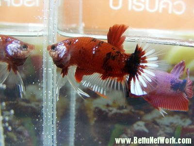 Betta Halfmoon Plakat