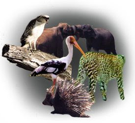 Wilpaththu National Park