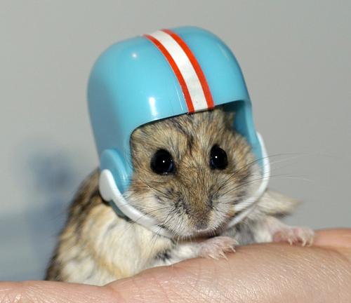 [helmet-hamster.jpg]
