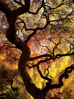japanese maple tree meaning. japanese maple tree meaning. japanese maple tree meaning.