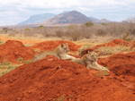 Tsavo East