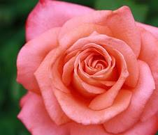 Pink Rose