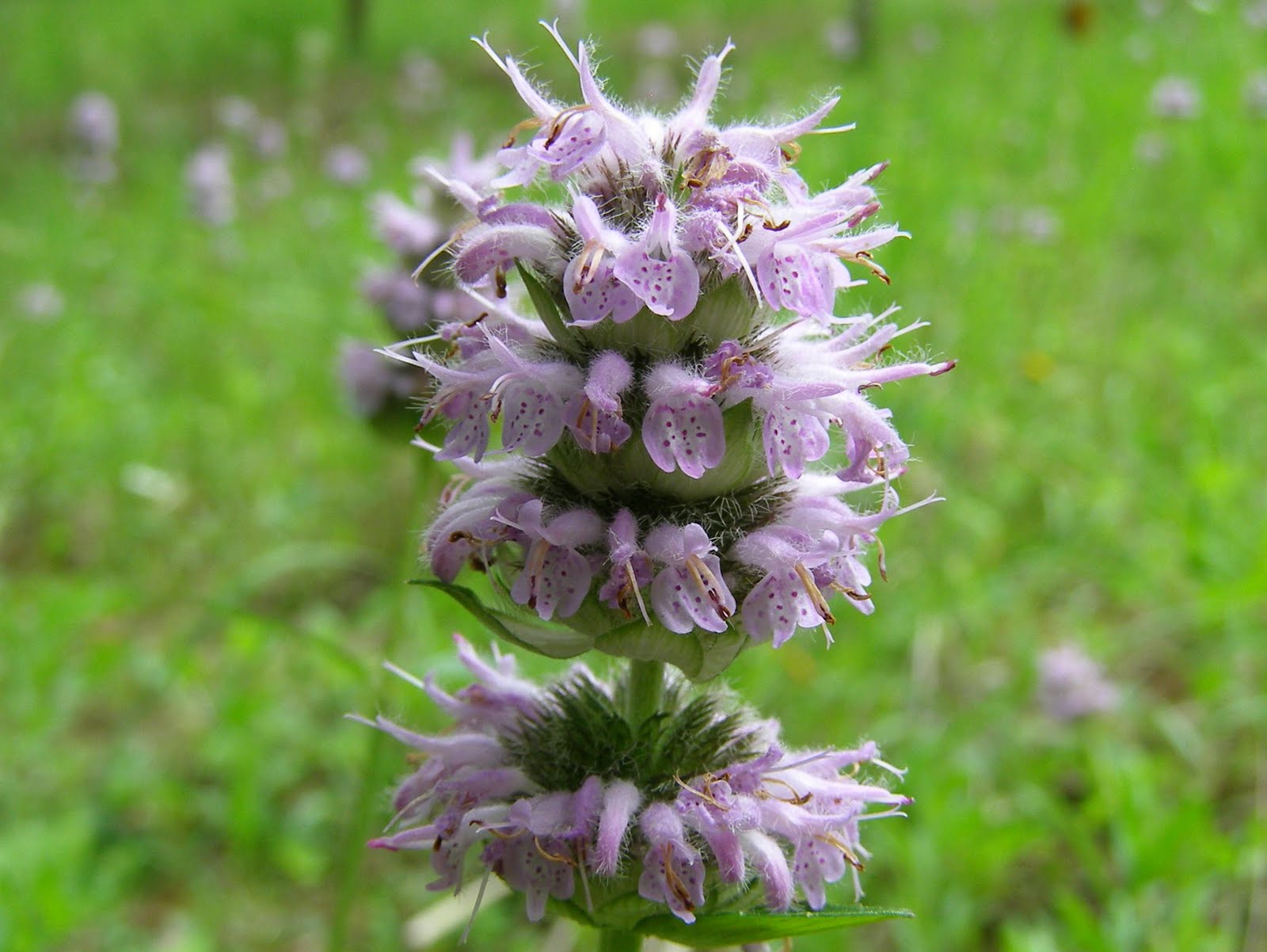Blue Jay Barrens Downy Wood Mint