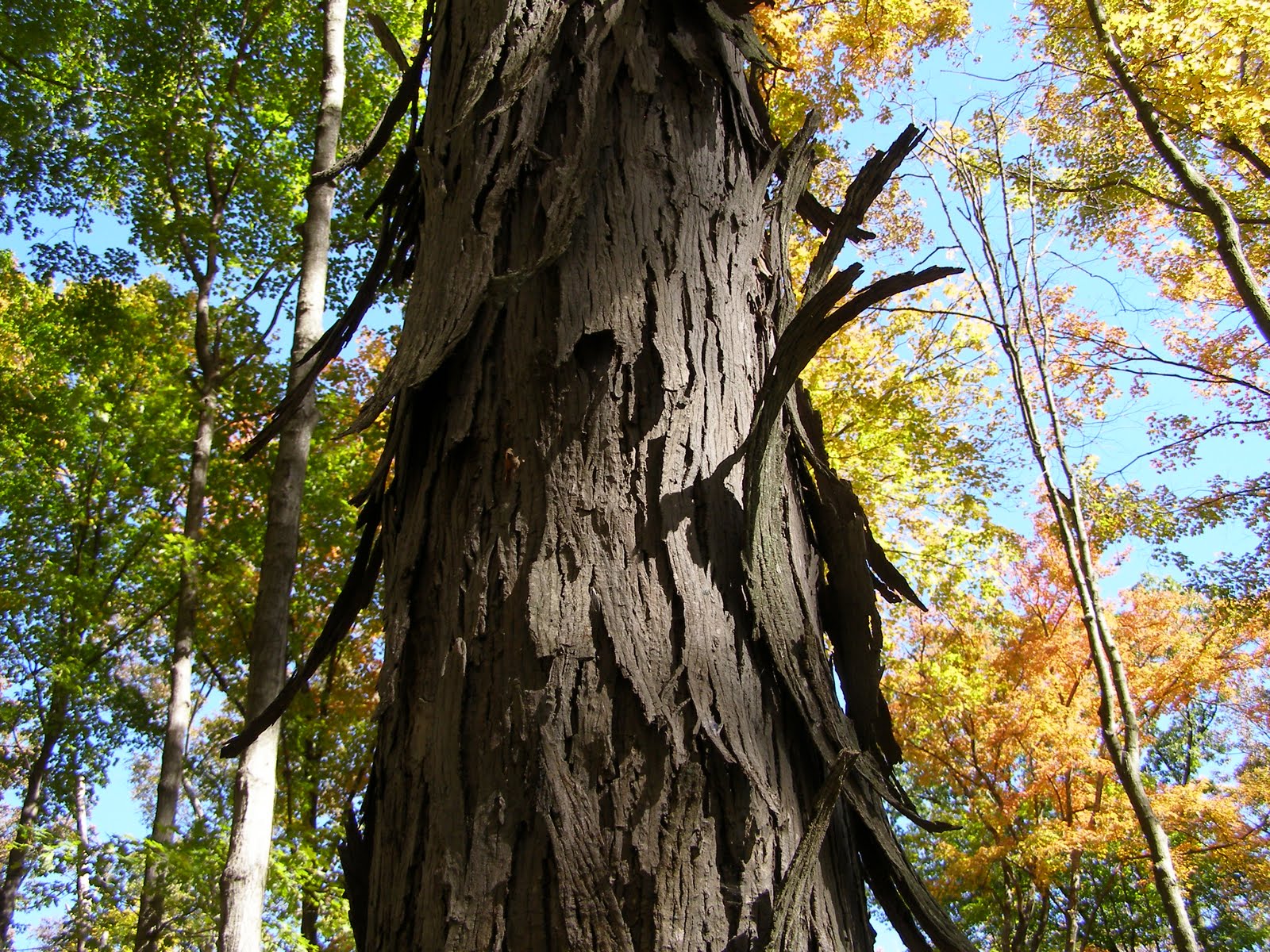 Blue Jay Barrens Shagbark Hickory