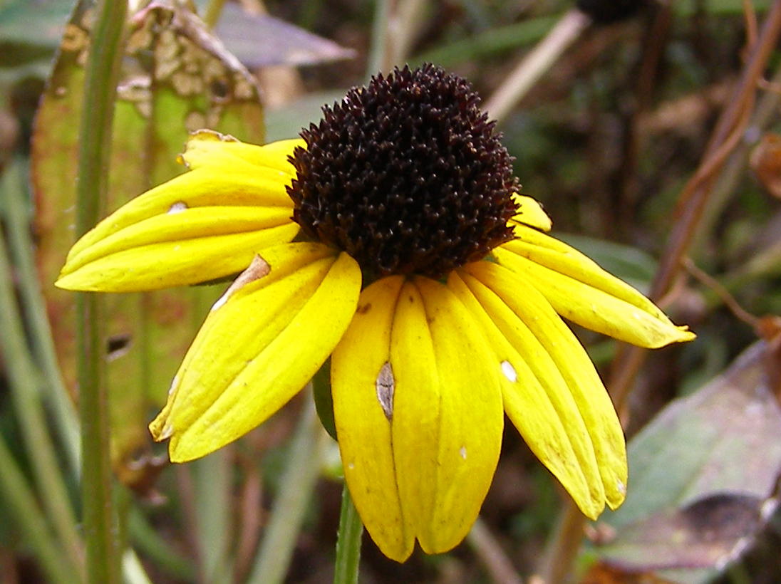 Blue Jay Barrens Orange Coneflower Stem Borer