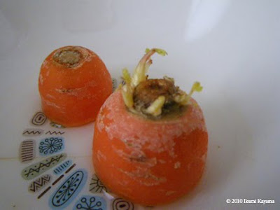 Ikumi's carrot day 1