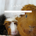 guinea pigs rule on google.com