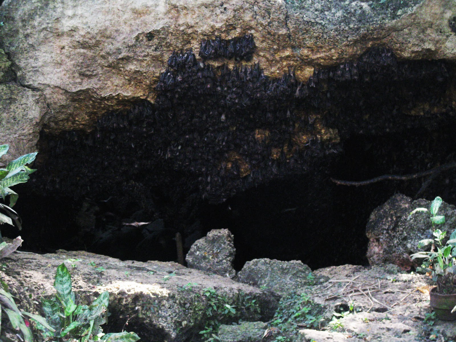 Adventurous Feet Part7 The Davao Experience Monfort Bat Cave in Samal Island