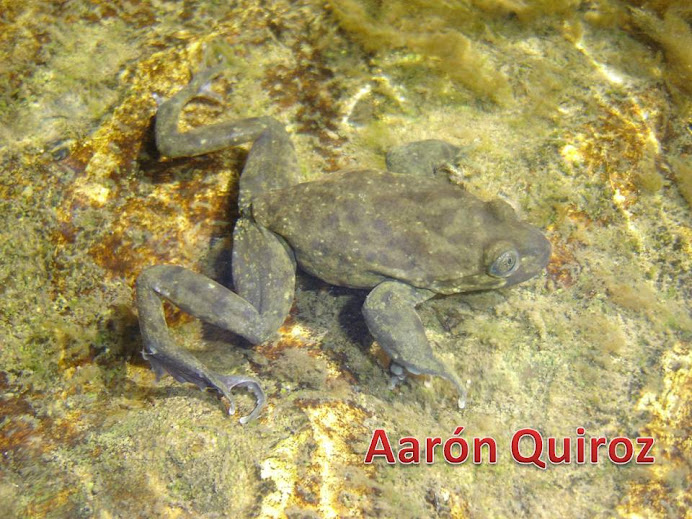 HERPETOFAUNA DEL SUR DEL PERU