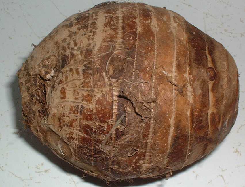 malanga islena
