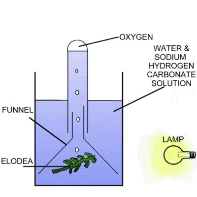 light affecting photosynthesis experiment in bean plant Plants use the sun's energy to produce their own food through a process known as photosynthesis what this means is that the sun's light stimulates the plants to produce their own sugars and starches, two foods that feed all parts of the plants from the roots to the tips of the leaves and the beans. light affecting photosynthesis experiment in bean plant Plants use the sun's energy to produce their own food through a process known as photosynthesis what this means is that the sun's light stimulates the plants to produce their own sugars and starches, two foods that feed all parts of the plants from the roots to the tips of the leaves and the beans.