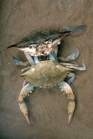 Mike's Trip: Soft Shell Crabs