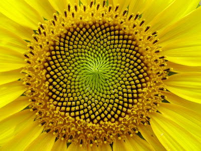 Foto Bunga Matahari Tercantik