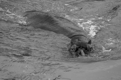 Kruger Park, Africa do Sul, Janeiro de 2009