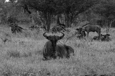 Kruger Park, Africa do Sul, Janeiro de 2009