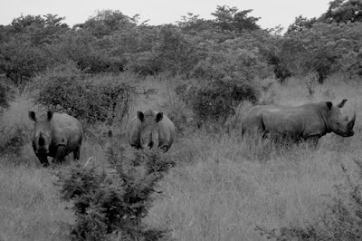 Kruger Park, Africa do Sul, Janeiro de 2009