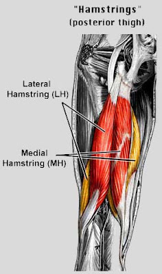 Hamstring Leg