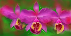 Museo Virtual de Orquídeas