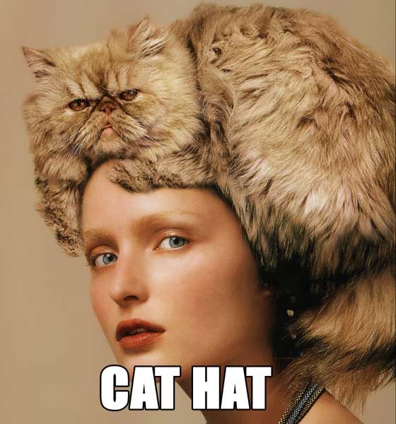 The Cat In A Hat. THE CAT OF SHAME