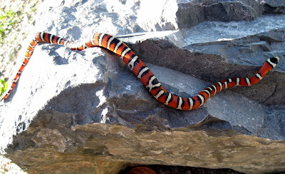 snake adventures