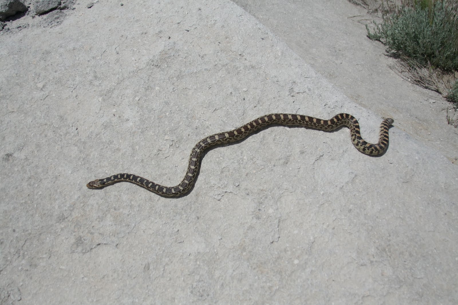 Snakes: Great Basin Gopher Snakes