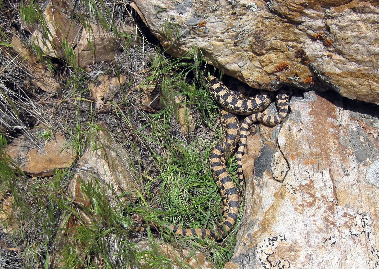 Snakes Gopher Snakes in Rock Piles