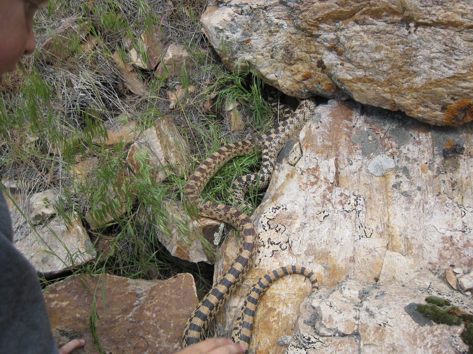 Snakes Gopher Snakes in Rock Piles