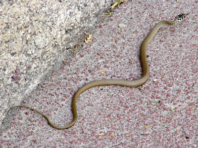 Pictures Baby Snakes on Days On The Claise  Yes There Are Snakes In France