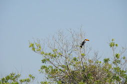 Tucano