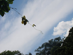 Folha no céu