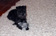 Our doggie and her elephant