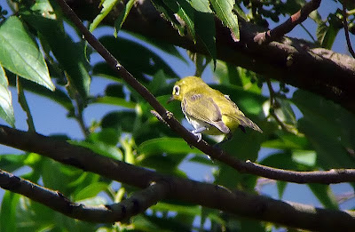   digiscoping with Leica D-Lux3 , Pentax 75SDHF