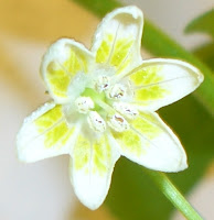 Aji Cristal (C. baccatum)