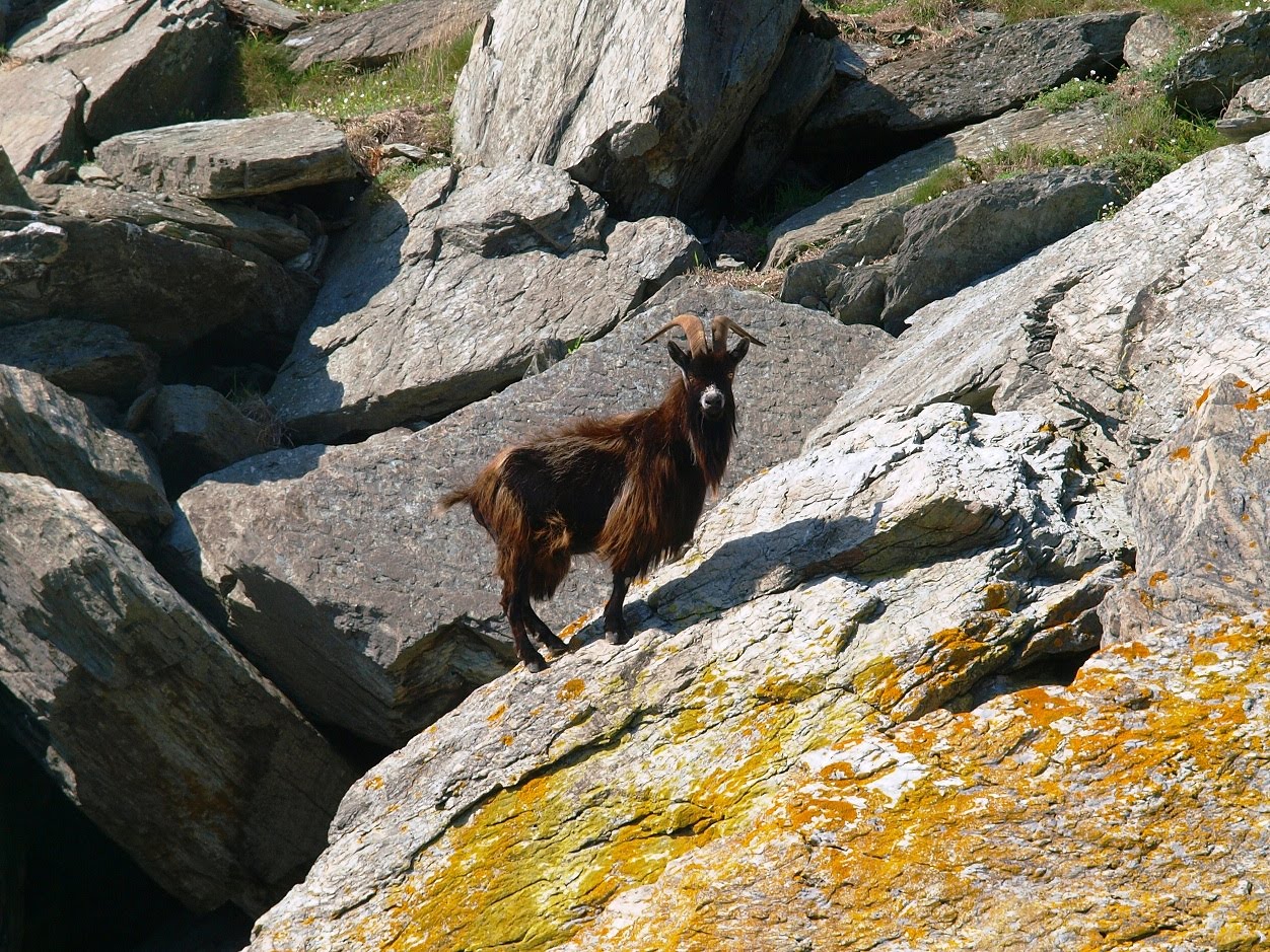 Adventurous Experiences Blog Glorious Weather & Goats!