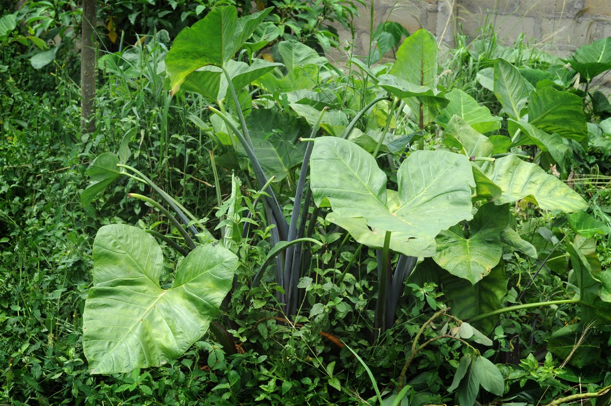 Adventures in Ghana Important Plants of Ghana