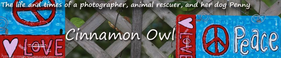 Cinnamon Owl