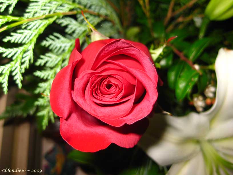 [wordless+a+rose+by+any+other+name+would+smell+as+sweet.jpg]
