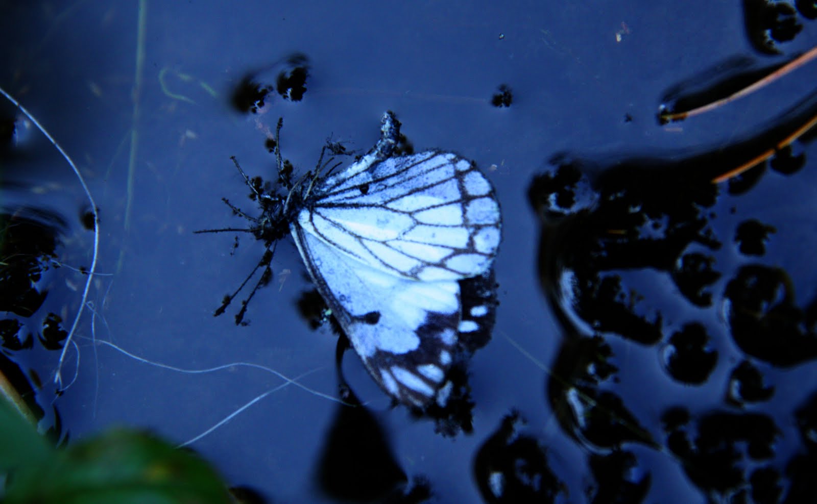 [Butterfly+Drowned.jpg]