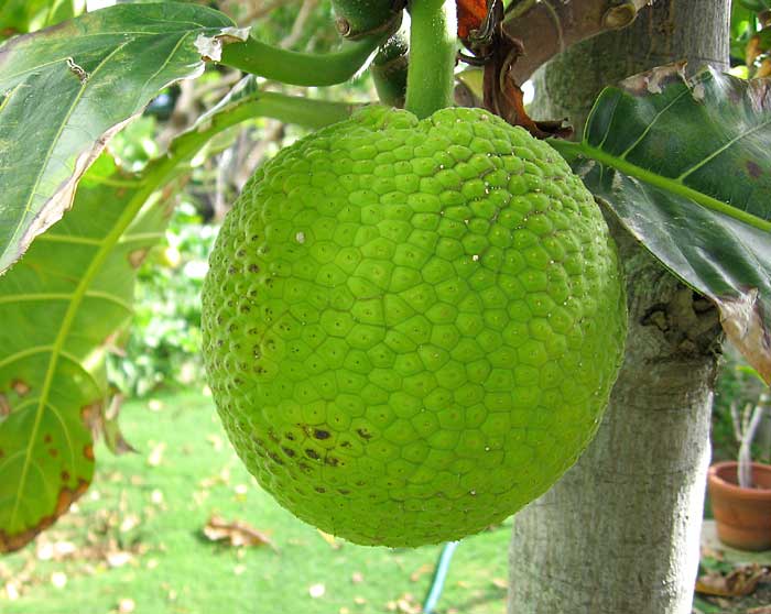 breadfruit nutrition,