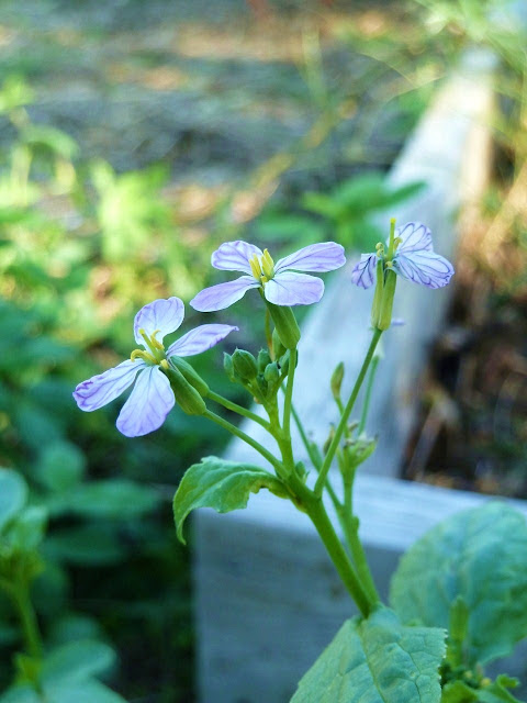 Daikon Radish flower, Floyd Bennett Field, Brooklyn