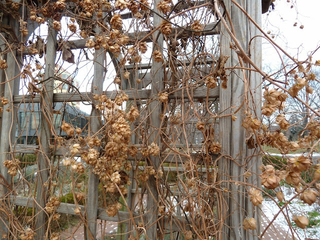 Humulus lupulus, hops vine, in autumn, seedheads at Queens Botanical garden