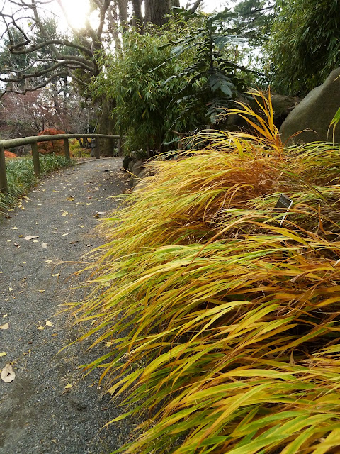 Hakoneachloa in Autumn at Brooklyn Botanic Japanese Garden