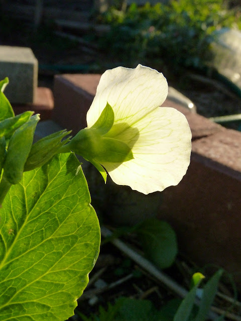 Snow pea bloom in the sun at Floyd Bennett Garden, Brooklyn