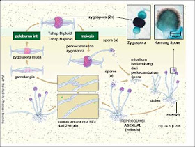 Bioceria Materi Jamur Fungi