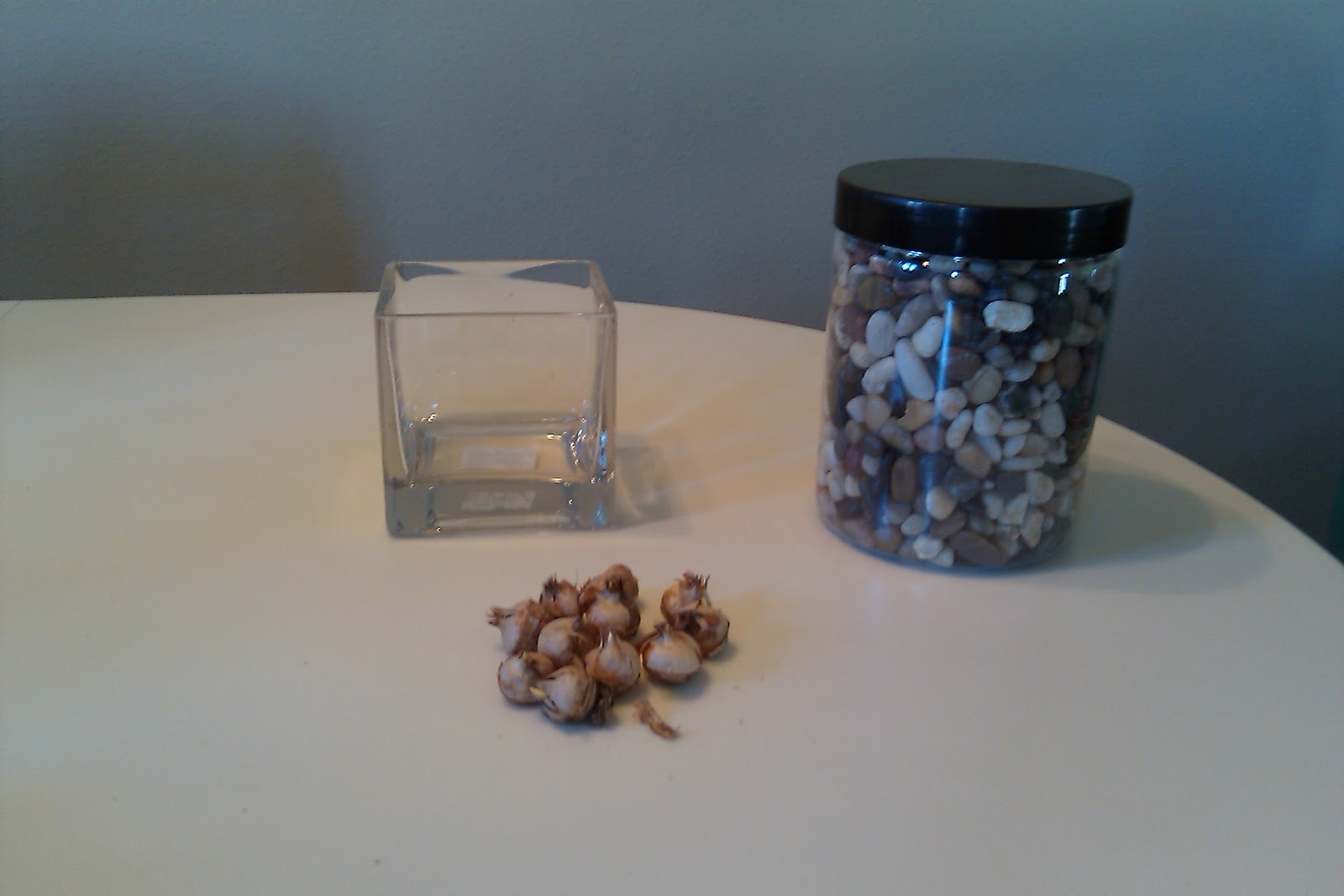 Forcing Bulbs Indoors Generates Beautiful Blooms All Winter Long CM's